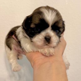 Girl 1 - Tricolor female Shih Tzu puppy in Stroud, Oklahoma from Laik’s Little Shihtz & Poms