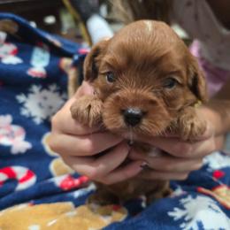 Boy 1 - Red male Cavapoo puppy in Knoxville, Tennessee from Shannan's Cavapoos