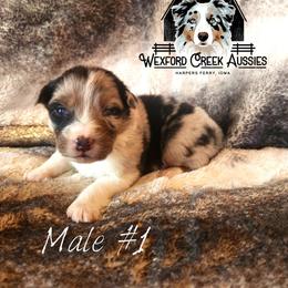 Boy 1 - Blue merle male Australian Shepherd puppy in Harpers Ferry, Iowa from Wexford Creek Aussies, LLC
