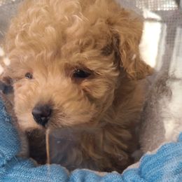 Aussiedoodle, Poodle, and Toy Australian Shepherd Puppies from Heartland Ranch
