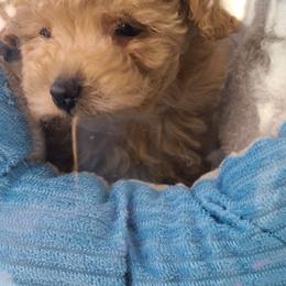 Aussiedoodle, Poodle, and Toy Australian Shepherd Puppies from Heartland Ranch