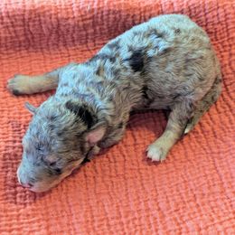 Boy 4 - Blue merle male Bernedoodle puppy in Sparta, Missouri from Sis' Doodles & Poodles