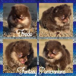 Frodo - Chocolate and tan male Pomeranian puppy in Anna, Texas from Fantasy Pomeranians & Fantasy Aussies