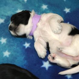 Schapendoes Puppies from Dream Star Schapendoes