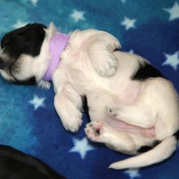 Schapendoes Puppies from Dream Star Schapendoes