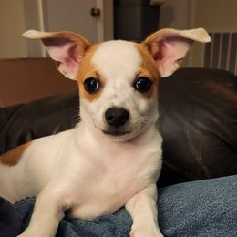 Charlie - Red and white male Chihuahua puppy in Murphy, North Carolina from Ay Chihuahua's