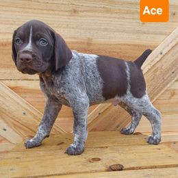 Ace - Liver roan male German Shorthaired Pointer puppy in Elberta, Alabama from Old Orchard Farm