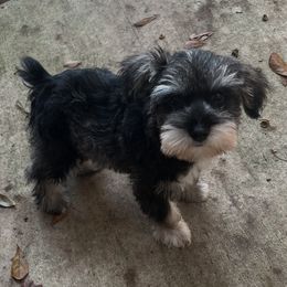 Buzz - Liver male Miniature Schnauzer puppy in Carriere, Mississippi from Sassy Schnauzers