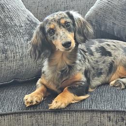 Margo - Dachshund