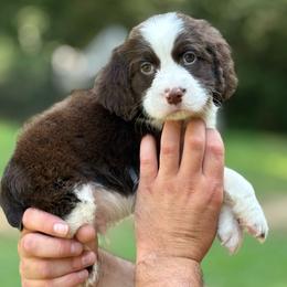 Ole 60 - Liver and white male English Springer Spaniel puppy in Cookeville, Tennessee from Krossroads Kennel