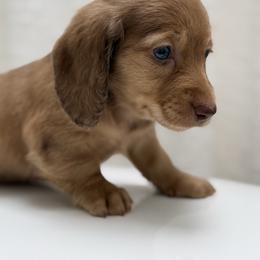 Theo - Dapple male Dachshund puppy in Philomath, Oregon from Bailey’s Dachshunds