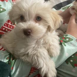 Charlie - Fawn sable male Havanese puppy in Cochran, Georgia from Dean Supreme