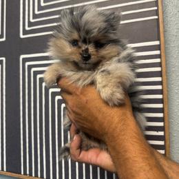 Girl - Blue merle female Pomeranian puppy in Loma Linda, California from Goulden_Pups