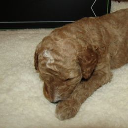 Goldendoodle and Poodle Puppies from David & Patricia Elliott