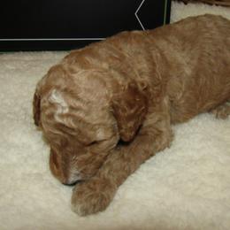 Goldendoodle and Poodle Puppies from David & Patricia Elliott