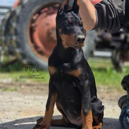 Mia - Black and rust female Doberman Pinscher puppy in China Township, Michigan from Snell's Superior Kennel Dobermann & GSP