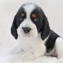 Boy 1 - Black white and tan male English Springer Spaniel puppy in Great Falls, Montana from Big Sky Springers