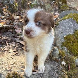 Coraline - Red tri-color female Australian Shepherd puppy in Grants Pass, Oregon from Carmel Mountain Aussies