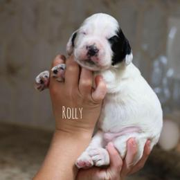 Rolly - Black and white male English Cocker Spaniel puppy in New Mexico from HighBrassGunDogs