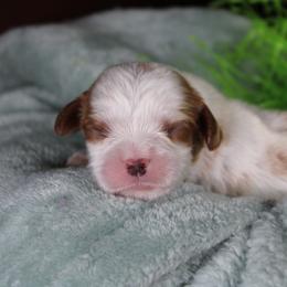 AKC Jake - Blenheim male Cavalier King Charles Spaniel puppy in Albany, Indiana from Hatz Off Puppies
