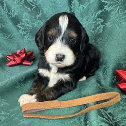 Boy 4 - male Bernedoodle puppy in Cody, Wyoming from Yellowstone Breeders