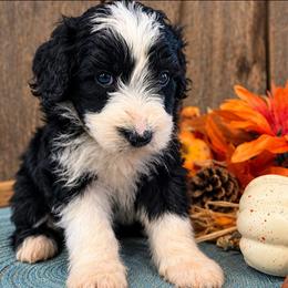 Girl 2 - Black tri-color female Aussiedoodle puppy in Mouth Of Wilson, Virginia from Holly Ridge Aussies, Aussiedoodles & Corgis