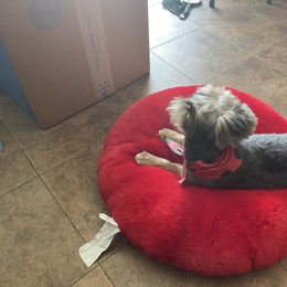 Yorkshire Terrier Puppies from Joy Riley's Yorkies