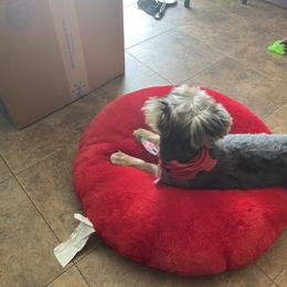 Yorkshire Terrier Puppies from Joy Riley's Yorkies