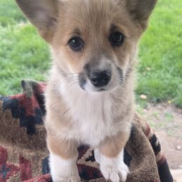 American Corgi and Pembroke Welsh Corgi Puppies from Flying K Corgis