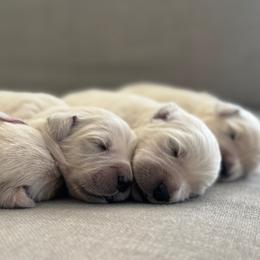 Girl 2 - Light golden female Golden Retriever puppy in Piqua, Ohio from Golden’s of Remington Fields