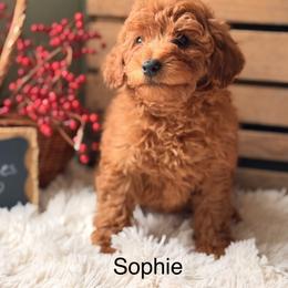 Sophie - Red female Cavapoo puppy in Oxford, Pennsylvania from FriendlyPals