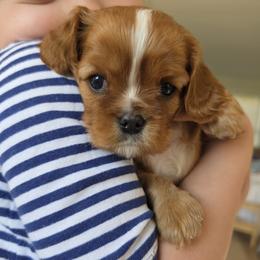 Flower - Ruby female Cavalier King Charles Spaniel puppy in Le Roy, New York from Heirloom Cavaliers