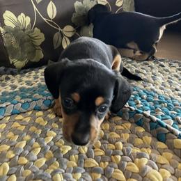 Davey - Black and tan male Dachshund puppy in Brave, Pennsylvania from Small Tales Farm