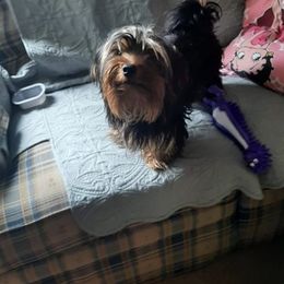 Yorkshire Terriers from Puppies