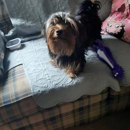 Yorkshire Terriers from Puppies