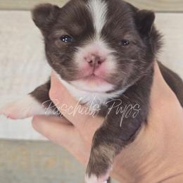 Dash - Chocolate and white male Chihuahua puppy in Bowdon, Georgia from Paschal's Pups