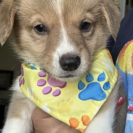 Yellow collar - White and red male Pembroke Welsh Corgi puppy in Apopka, Florida from Connie’s Corgies