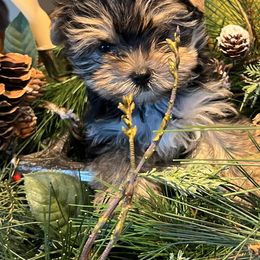 Yorkshire Terriers from Jeff's Yorkshire Terriers