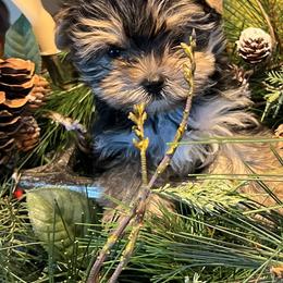 Yorkshire Terriers from Jeff's Yorkshire Terriers