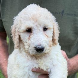 Ray - Cream male Poodle puppy in St. Johnsbury, Vermont from Poodles of the Northern Woods
