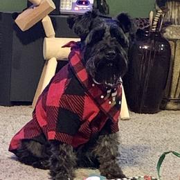 Emmy - Miniature Schnauzer