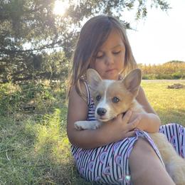 Pembroke Welsh Corgi Puppies from Gotta Chase Em All Corgis