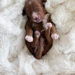 Lottie - Red  female Goldendoodle puppy in Schulenbrug, Texas from Wright Doodles & Poodles