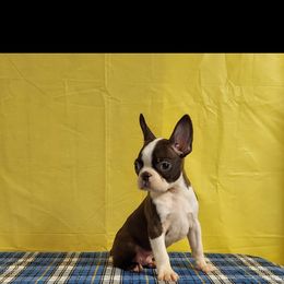 Boston Terrier Puppies from IHeart Boston Terriers