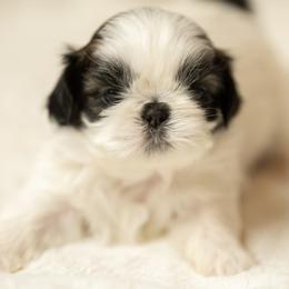 Shih Tzu Puppies from Good Lil Shih Tzu