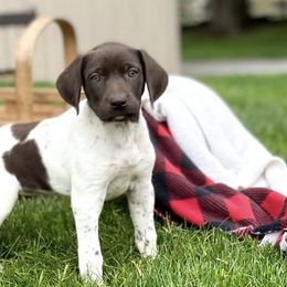 Goldendoodles from Tri-Star Pointers