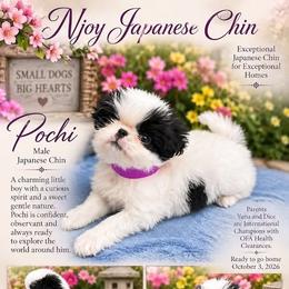 Japanese Chin Puppies from Njoy Japanese Chin