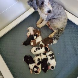 Pomeranian and Sheepadoodle Puppies from Fluffy Wonders Poms and Doodles