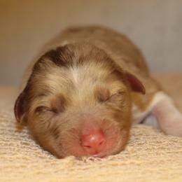 Poppy - Red merle female Australian Shepherd puppy in Star City, Arkansas from Blush & Lace Aussie Co.