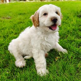 Snoopy - Parti male Goldendoodle puppy in Bountiful, Utah from Red Brick Doodles